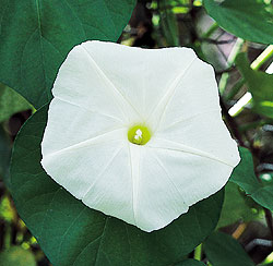 Ipomoea White Moonflower Seeds