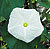 Ipomoea White Moonflower Seeds