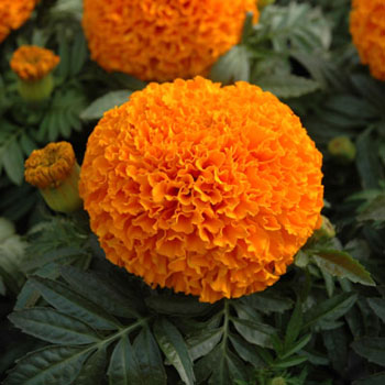 Moonsong F1 Deep Orange Marigold Seeds