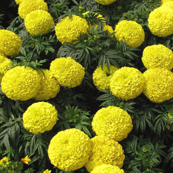 Moonstruck Yellow F1 Marigold Seeds