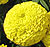 Moonstruck Yellow F1 Marigold Seeds