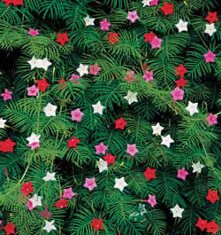 Cypress Vine Morning Glory Seeds