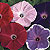 Early Call Mix Morning Glory Seeds