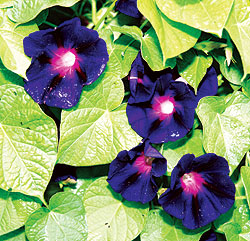 Grandpa Ott Purple Morning Glory Seeds