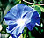 Blue Morning Glory Select Seeds