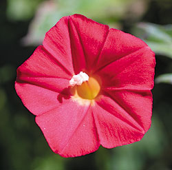 Scarlet O'Hara Red Morning Glory Seeds