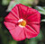 Scarlet O'Hara Red Morning Glory Seeds