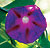Star of Yelta Blue Morning Glory Seeds