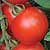 Mountain Magic Compari Type Tomato Seeds