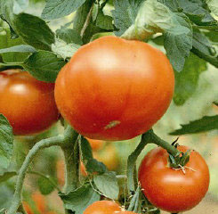 Mountain Spring F1 Tomato Seeds