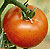 Mountain Spring F1 Tomato Seeds