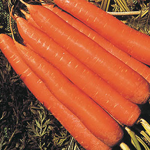 Nantindo F1 Carrot Seeds
