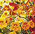 Alaska Mix Nasturtium Seeds