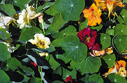 Gleam Mix Nasturtium Seeds