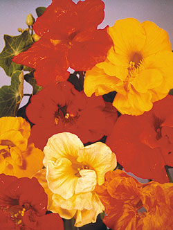 Jewel Mix Nasturtium Seeds