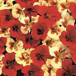 Nasturtium Strawberry Cream Seeds