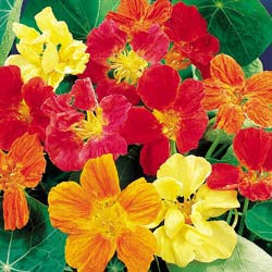Whirlybird Mix Nasturtium Seeds