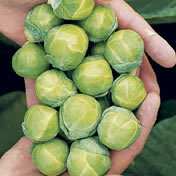 Jade Cross Hybrid Brussells Sprouts Seeds