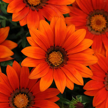 New Day Bronze Shades F1 Gazania Seeds