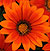 New Day Bronze Shades F1 Gazania Seeds