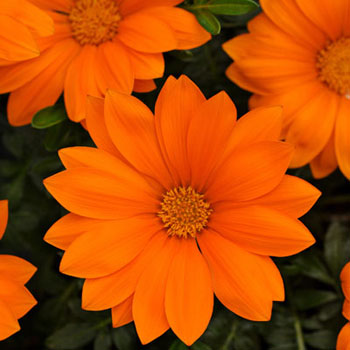 New Day Clear Orange F1 Gazania Seeds