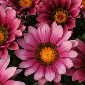 New Day Pink Shades F1 Gazania Seeds