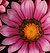 New Day Pink Shades F1 Gazania Seeds