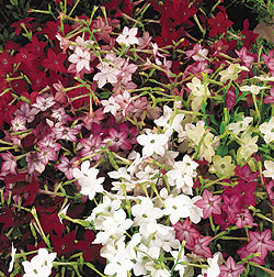 Nicotiana Mix Select Seeds
