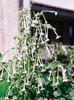 Sylvestris White Nicotiana Seeds