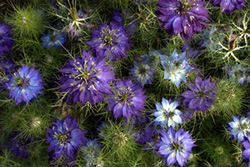 Love-in-a-Mist Nigella Seeds