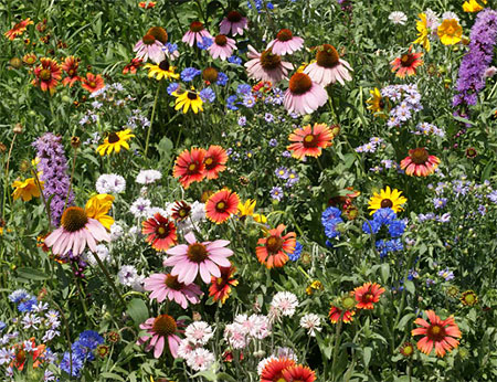 Northeast Wildflower Seed Mix