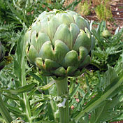 Organic Artichoke Seeds, Imperial Star
