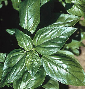 Organic Basil Seeds, Aroma Genovesse