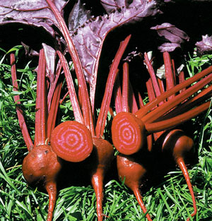 Organic Beet Seeds, Bull's Blood