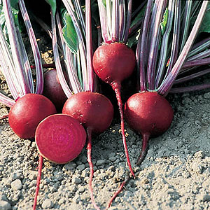 Organic Beet Seeds, Detroit Dark Red