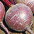 Organic Beet Seeds, Shiraz Tall Top Heirloom