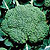 Organic Broccoli Seeds, Belstar F1