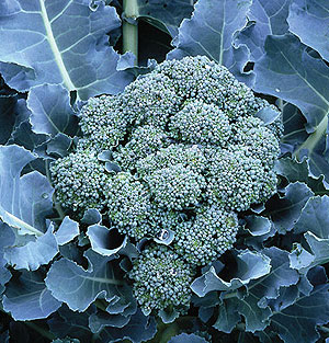 Organic Broccoli Seeds, De Cicco