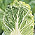 Organic Cabbage Seeds, Nikko F1