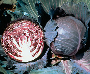 Organic Cabbage Seeds, Red Express