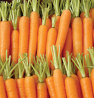 Organic Carrot Seeds, Napoli F1