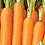 Organic Carrot Seeds, Napoli F1