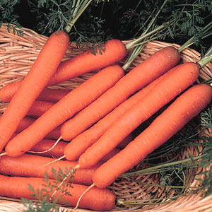 Organic Carrot Seeds, Scarlet Nantes