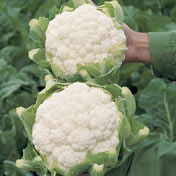 Organic Cauliflower Seeds, Cassius F1