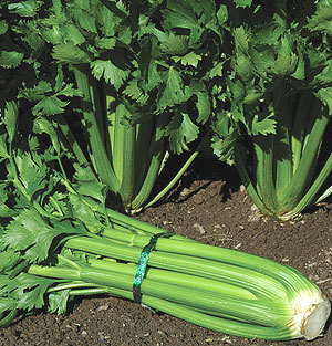 Organic Celery Seeds, Tango
