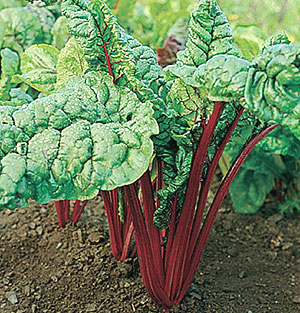 Organic Swiss Chard Seeds, Red Ruby