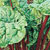 Organic Swiss Chard Seeds, Red Ruby