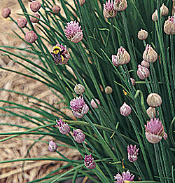 Organic Chives Seeds, Onion