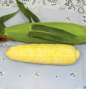Organic Corn Seeds, Bi-Color Luscious F1