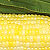 Organic Corn Seeds, Bi-Color Luscious F1